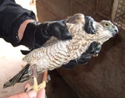 One of the sparrow hawks seized by police