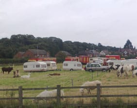 animalscircus Some of the circus animals grazing in Lichfield