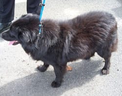 doggy The dog found in Knowle Close, Burntwood