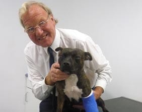 dogwithleg Dog warden Eddie Pearson with the Staffordshire Bull Terrier
