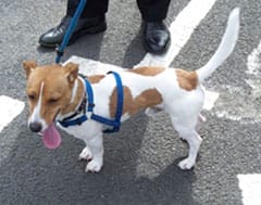 The Jack Russell found in Burntwood