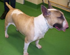The dog found on Sycamore Road in Burntwood