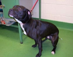 The dog found on Bloomfield Crescent