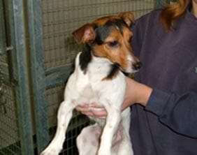 The Jack Russell found in Lichfield on September 3