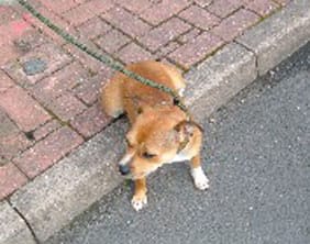 The dog found in Burntwood on August 27