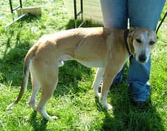 The lurcher found in Lichfield on September 12
