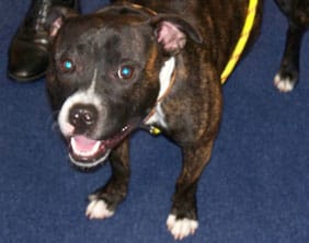 The Staffordshire Bull Terrier found in Fradley