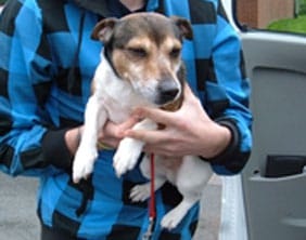 The Jack Russell found in Burntwood