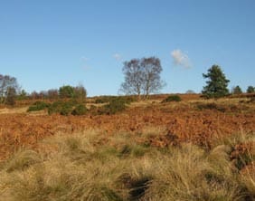 gentleshaw-common Gentleshaw Common