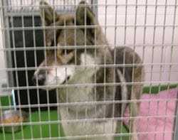 husky The Husky found in Burntwood