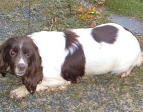 The Springer Spaniel found in Burntwood on October 12