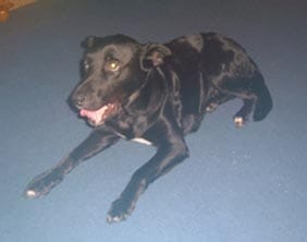 blackdog The dog found in Chasetown on November 11