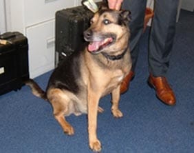 The dog found in Lichfield on November 11
