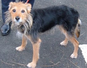 fradley-dog The dog found in Fradley on December 3