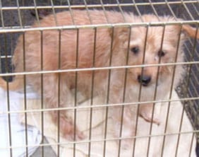 The Jack Russell found in Lichfield on December 7