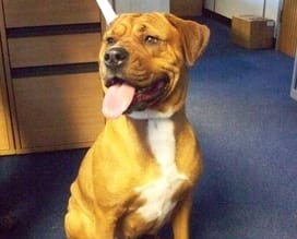 lostdog The dog found in Lichfield on January 6