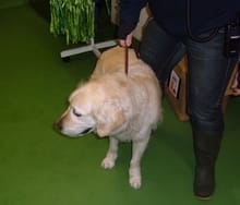 shenstonedog The dog found in Shenstone on January 15