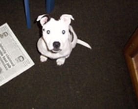 The Staffordshire Bull Terrier puppy found in Chasetown on January 25