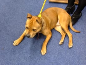 The dog found Curborough Road in Lichfield