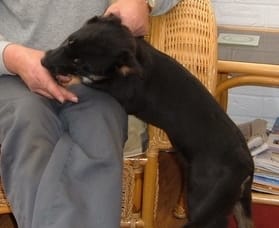 The dog found in Burntwood on February 6