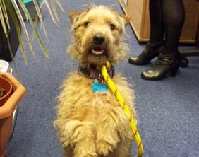 The dog found at Tesco in Lichfield
