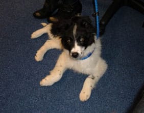 border The puppy found in Burntwood on March 22, 2010