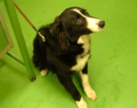 collie The collie found in Fazeley