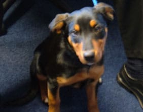 The rottweiler puppy found in Lichfield