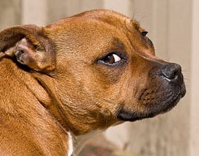 A Staffordshire Bull Terrier. Pic: Dark Morelia