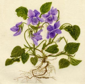 Violet-vellum