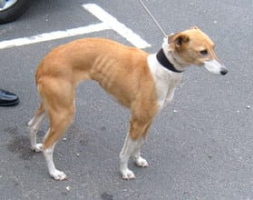The greyhound found on Eastern Avenue on June 10