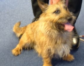 lostdogburntwood The dog found in Burntwood on June 27