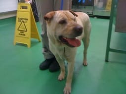 The female dog found in Fradley