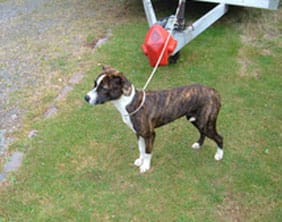 The dog found in Burntwood on July 21
