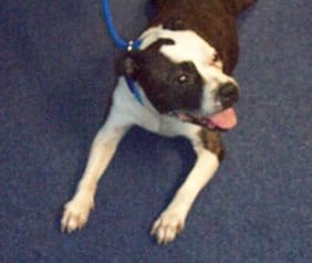 The dog found near the Dimbles shops on July 28