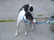 The greyhound found in Burntwood