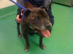 staffie The Staffordshire Bull Terrier found in Shenstone