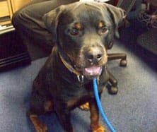 The Rottweiler found in Lichfield on August 5