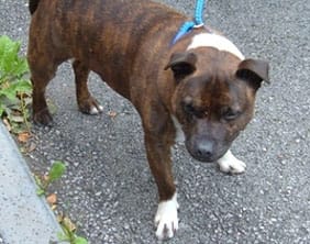 The Staffordshire Bull Terrier found in Burntwood on September 8
