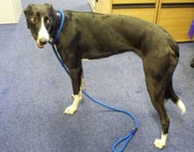 easternavedog The dog found on Eastern Avenue in Lichfield on September 13