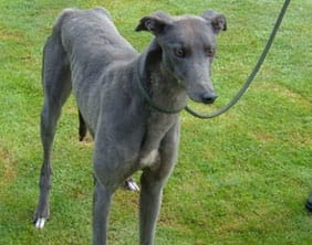 greyhound The greyhound found in Lichfield on September 7