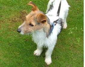 The Jack Russell found on September 6 at Muckley Corner