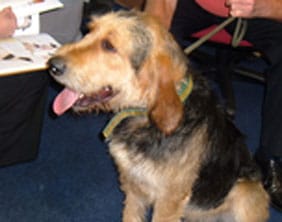 Rodney The dog found in Little Aston on September 20