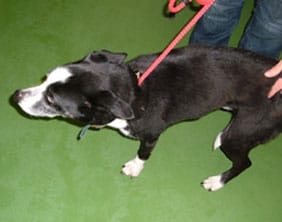 collie-nov-10 The dog found in Chase Terrace on November 4