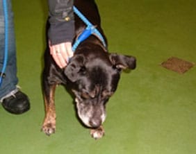 x_breed-nov-2010 The dog found in north Lichfield on November 4