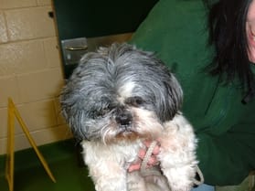 The dog found in Lichfield on December 31
