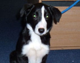 collie-puppy The Border Collie found in Chasetown on March 30