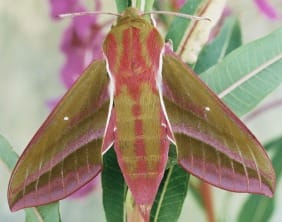 The Elephant Hawk Moth