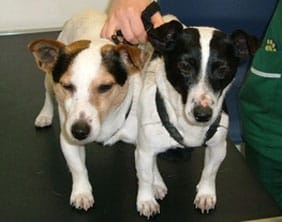 jackrussells The two Jack Russell dogs found at Muckley Corner