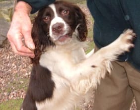 spaniel The springer spaniel found in Burntwood